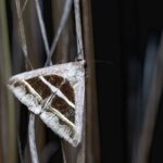 Algaia Lannilis : usine d'alginates et extraits d'algues