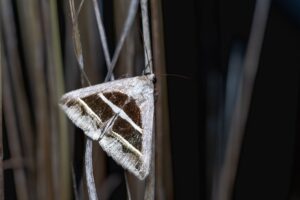 Algaia Lannilis : usine d'alginates et extraits d'algues