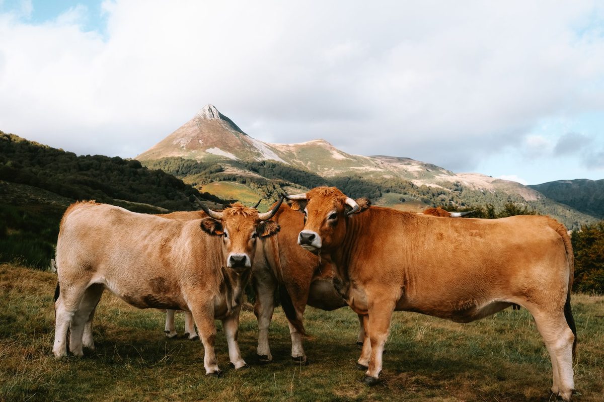 EGIA insémination bovine : services et zone d'intervention
